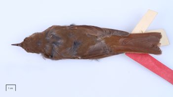 Media type: image;   Ornithology 16298 Description: Photograph of specimen: Dorsal.;
